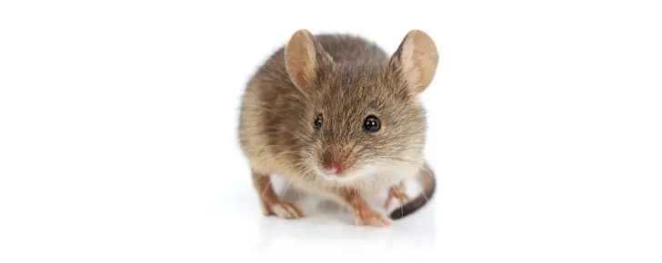 Bilde av en rotte som skadedyr