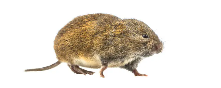 Bilde av en rotte som skadedyr